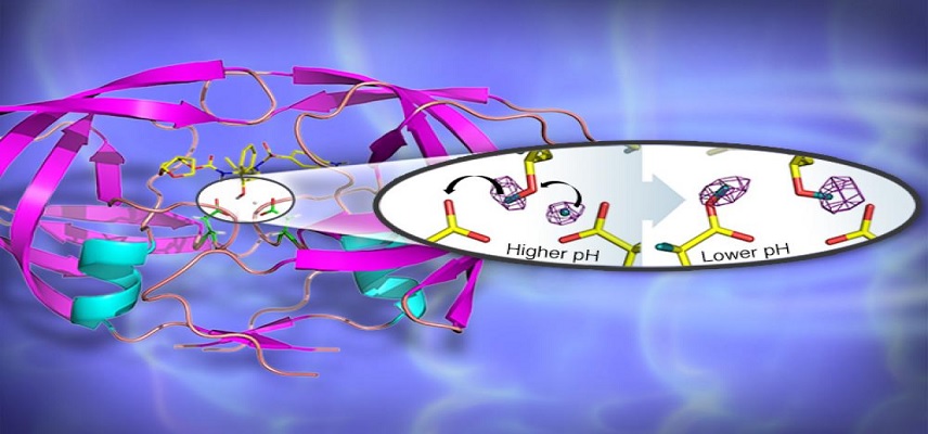 Prozomix & Ginkgo Collaborate on Next-Gen Enzyme Development